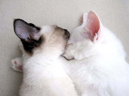 星光水上越野漂移，夜色中的极速角逐，水下星光灯