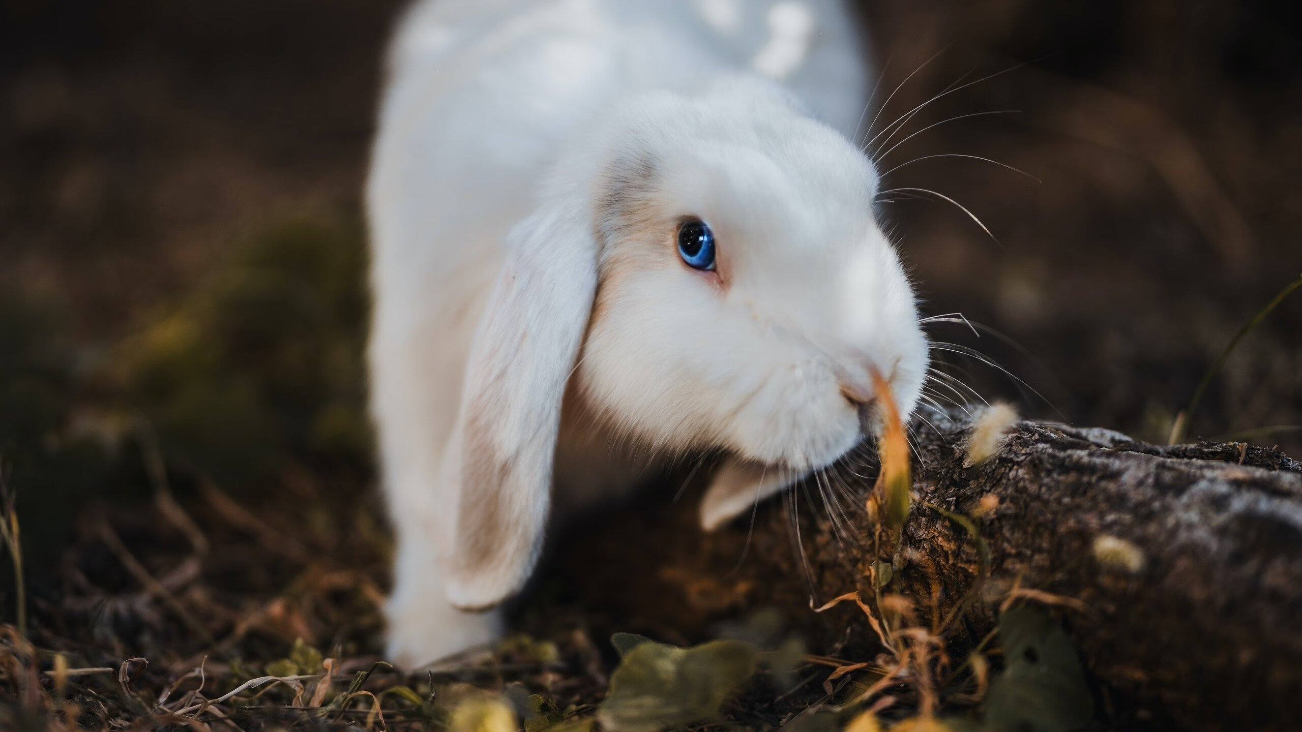 开云官网在线-保持状态：冠军球队的赛季持续赢球秘诀，保持冠军心态
