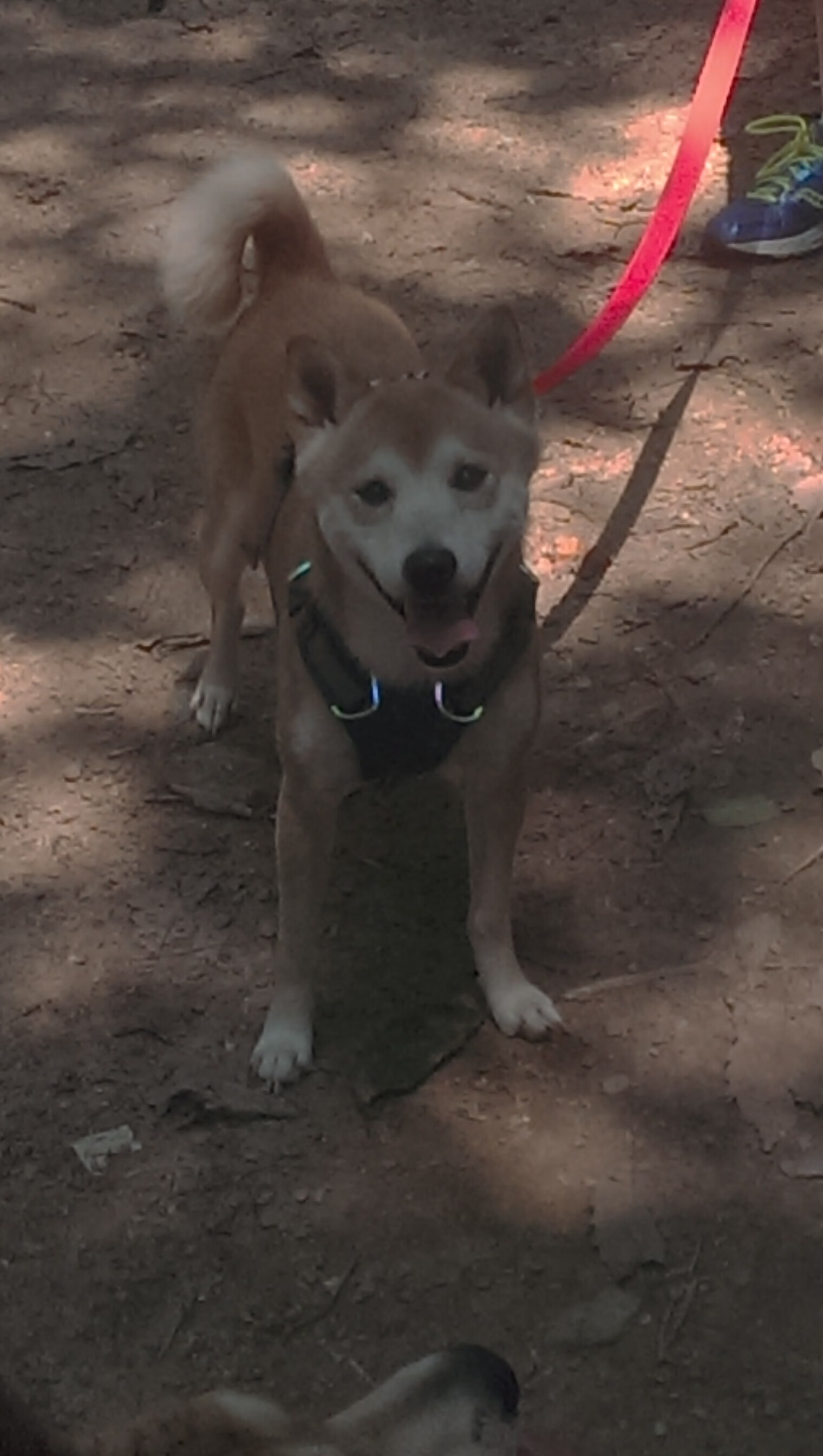 国外先进篮球训练理念引入中国,提升青少年训练水平,国外篮球研究现状分析