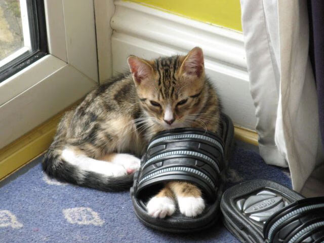 摩纳哥豪门之路，稳扎稳打，摩纳哥豪宅3亿美金